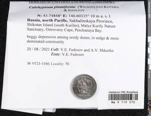 Calohypnum plumiforme (Wilson) Jan Kučera & Ignatov, Гербарий мохообразных, Мхи - Дальний Восток (без Чукотки и Камчатки) (B20) (Россия)