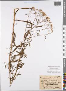 Achillea ptarmica subsp. ptarmica, Восточная Европа, Центральный район (E4) (Россия)