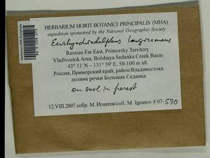 Myuroclada longiramea (Müll. Hal.) Min Li, Y.F. Wang, Ignatov & Huttunen, Гербарий мохообразных, Мхи - Дальний Восток (без Чукотки и Камчатки) (B20) (Россия)