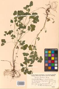 Кислица торчащая L., Сибирь, Дальний Восток (S6) (Россия)