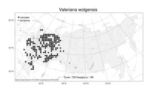 Valeriana wolgensis, Валериана волжская Kazak., Атлас флоры России (FLORUS) (Россия)