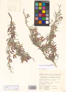 Astragalus baeri Sytin & Laktionov, Восточная Европа, Нижневолжский район (E9) (Россия)