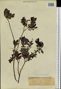 Ива черничная L., Сибирь, Западная Сибирь (S1) (Россия)