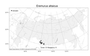 Eremurus altaicus, Эремурус алтайский (Pall.) Steven, Атлас флоры России (FLORUS) (Россия)