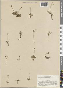 Micranthes stellaris subsp. stellaris, Восточная Европа, Северный район (E1) (Россия)