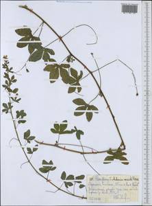 Magnoliopsida, Африка (AFR) (Эфиопия)