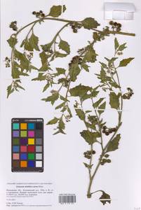 Solanum nitidibaccatum Bitter, Восточная Европа, Московская область и Москва (E4a) (Россия)