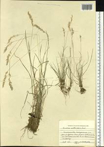 Koeleria spicata subsp. spicata, Сибирь, Прибайкалье и Забайкалье (S4) (Россия)