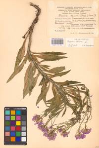 Вечерница сибирская L., Восточная Европа, Восточный район (E10) (Россия)