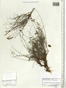 Астрагал украинский Popov & Klokov, Восточная Европа, Ростовская область (E12a) (Россия)