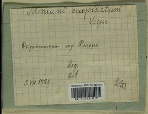 Plagiomnium cuspidatum (Hedw.) T.J. Kop., Гербарий мохообразных, Мхи - Центральное Нечерноземье (B6) (Россия)