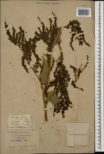 Лебеда стрелолистная, Лебеда лоснящаяся Borkh., Кавказ, Краснодарский край и Адыгея (K1a) (Россия)