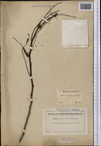 Mimosa bimucronata (DC.)Kuntze, Америка (AMER) (Бразилия)