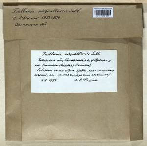 Frullania nisquallensis Sull., Гербарий мохообразных, Мхи - Прибайкалье и Забайкалье (B18) (Россия)