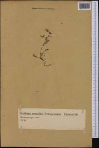 Ornithopus perpusillus L., Западная Европа (EUR) (Германия)