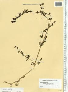 Подмаренник мягкий L., Восточная Европа, Северный район (E1) (Россия)