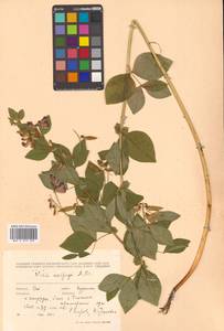 Горошек однопарный A.Braun, Сибирь, Дальний Восток (S6) (Россия)