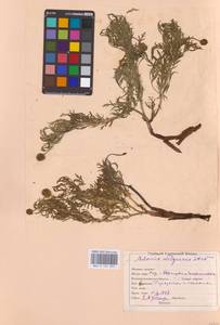 Горицвет волжский, Адонис волжский DC., Восточная Европа, Восточный район (E10) (Россия)