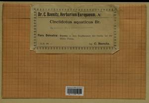 Cinclidotus aquaticus (Hedw.) Bruch & Schimp., Гербарий мохообразных, Мхи - Западная Европа (BEu) (Хорватия)