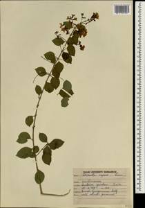Duranta erecta L., Зарубежная Азия (ASIA) (Индия)