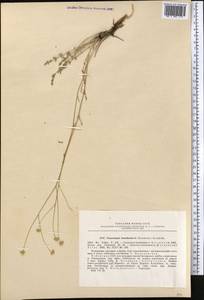 Tanacetopsis botschantzevii (S. Kovalevsk.) S.Kovalevsk., Средняя Азия и Казахстан, Памир и Памиро-Алай (M2) (Узбекистан)