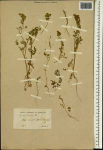 Torilis tenella (Delile) Rchb. fil., Зарубежная Азия (ASIA) (Сирия)