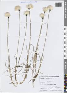 Eriophorum × medium Andersson, Сибирь, Центральная Сибирь (S3) (Россия)