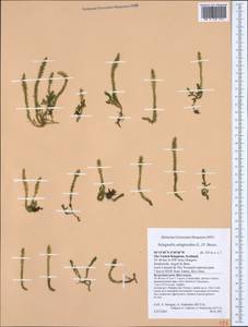 Selaginoides spinulosa (A. Braun ex Döll) Li Bing Zhang & X. M. Zhou, Западная Европа (EUR) (Великобритания)