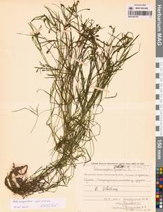 Рдест сибирский A.Benn., Сибирь, Чукотка и Камчатка (S7) (Россия)
