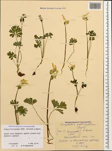 Corydalis emanueli C. A. Mey., Кавказ, Северная Осетия, Ингушетия и Чечня (K1c) (Россия)
