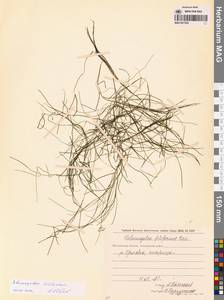 Штукения нитевидная, Рдест нитевидный (Pers.) Börner, Сибирь, Чукотка и Камчатка (S7) (Россия)