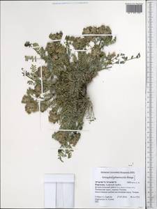 Астрагал, Средняя Азия и Казахстан, Памир и Памиро-Алай (M2) (Киргизия)
