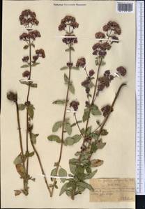 Душица обыкновенная L., Средняя Азия и Казахстан, Северный и Центральный Тянь-Шань (M4) (Казахстан)