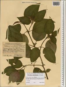 Tristemma mauritianum J.F.Gmel., Африка (AFR) (Эфиопия)