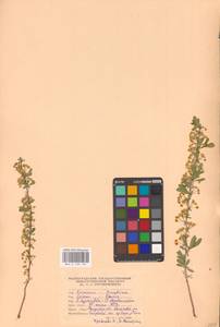 Спирея зверобоелистная, Таволга зверобоелистная L., Восточная Европа, Нижневолжский район (E9) (Россия)