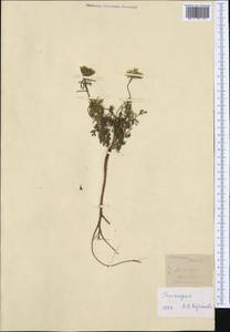 Морковь обыкновенная, Морковь дикая L., Западная Европа (EUR) (Нидерланды)