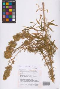 Смолевка сибирская (L.) Pers., Восточная Европа, Нижневолжский район (E9) (Россия)