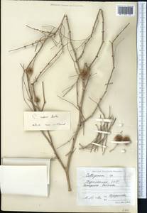 Джузгун краснеющий Mattei, Средняя Азия и Казахстан, Каракумы (M6) (Туркмения)