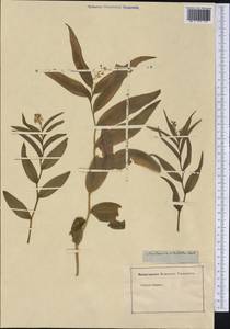 Maianthemum stellatum (L.) Link, Америка (AMER) (Неизвестно)
