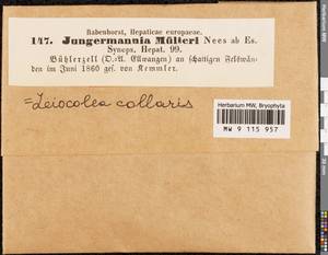 Mesoptychia collaris (Nees) L. Söderstr. & Váňa, Гербарий мохообразных, Мхи - Западная Европа (BEu) (Германия)