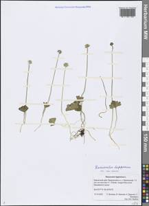 Coptidium lapponicum (L.) Á. Löve & D. Löve, Сибирь, Чукотка и Камчатка (S7) (Россия)