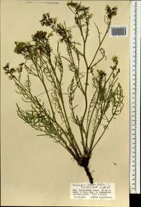 Crepidiastrum tenuifolium (Willd.) Sennikov, Монголия (MONG) (Монголия)