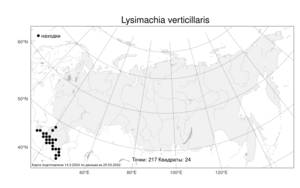 Lysimachia verticillaris, Вербейник мутовчатый Spreng., Атлас флоры России (FLORUS) (Россия)