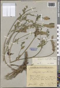 Астрагал Лаксмана, Сибирь, Якутия (S5) (Россия)