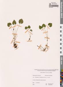 Фиалка Селькирка Pursh ex Goldie, Сибирь, Чукотка и Камчатка (S7) (Россия)