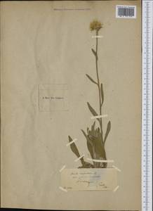 Pentanema montanum (L.) D. Gut. Larr., Santos-Vicente, Anderb., E. Rico & M. M. Mart. Ort., Западная Европа (EUR)