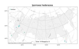 Ipomoea hederacea, Ипомея плющевидная Jacq., Атлас флоры России (FLORUS) (Россия)