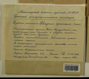 Sphagnum squarrosum Crome, Гербарий мохообразных, Мхи - Чукотка и Камчатка (B21) (Россия)