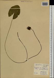 Кувшинка четырехгранная Georgi, Сибирь, Дальний Восток (S6) (Россия)