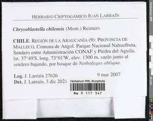 Chrysoblastella chilensis (Mont.) Reimers, Гербарий мохообразных, Мхи - Америка (BAm) (Чили)